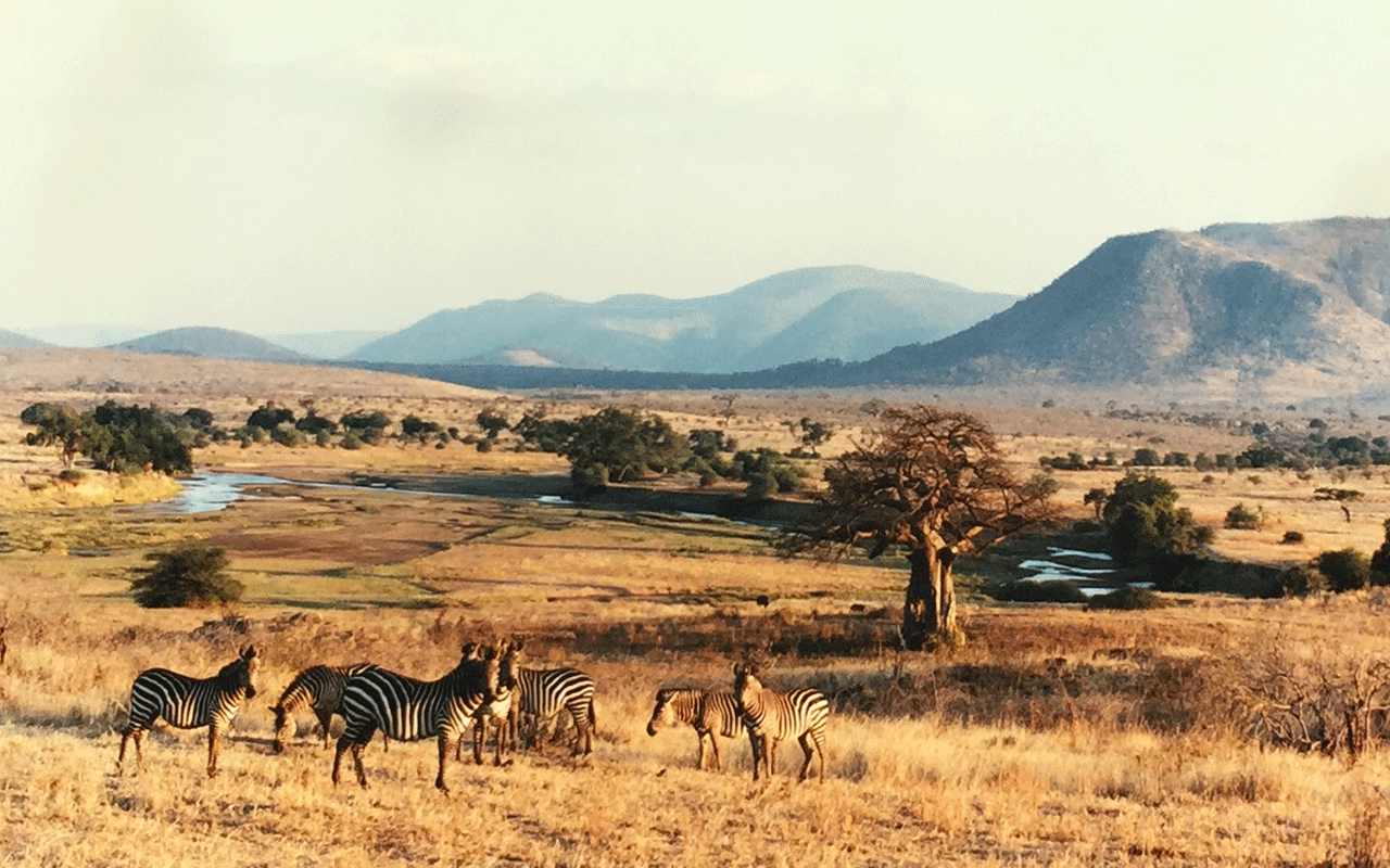 AK-Taylor-Safari-Travel-Kenya-zebras.gif