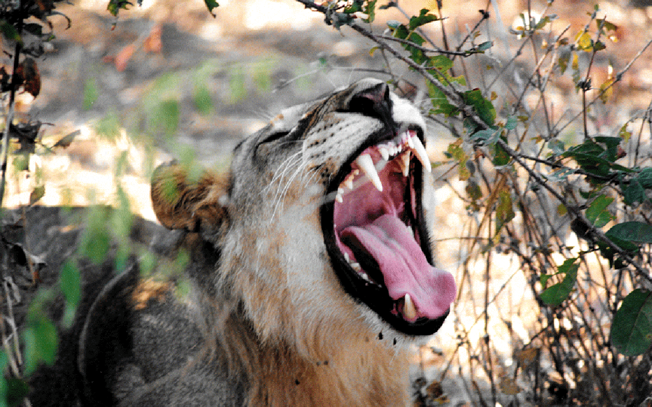 AK-Taylor-Safari-Travel-Lion-Yawning.gif