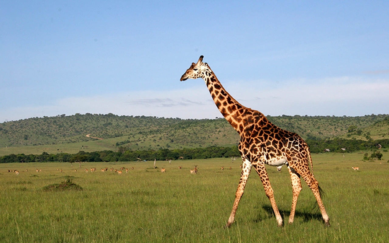 AK-Taylor-Tanzania-East-Africa-Safari-Giraffe.jpg