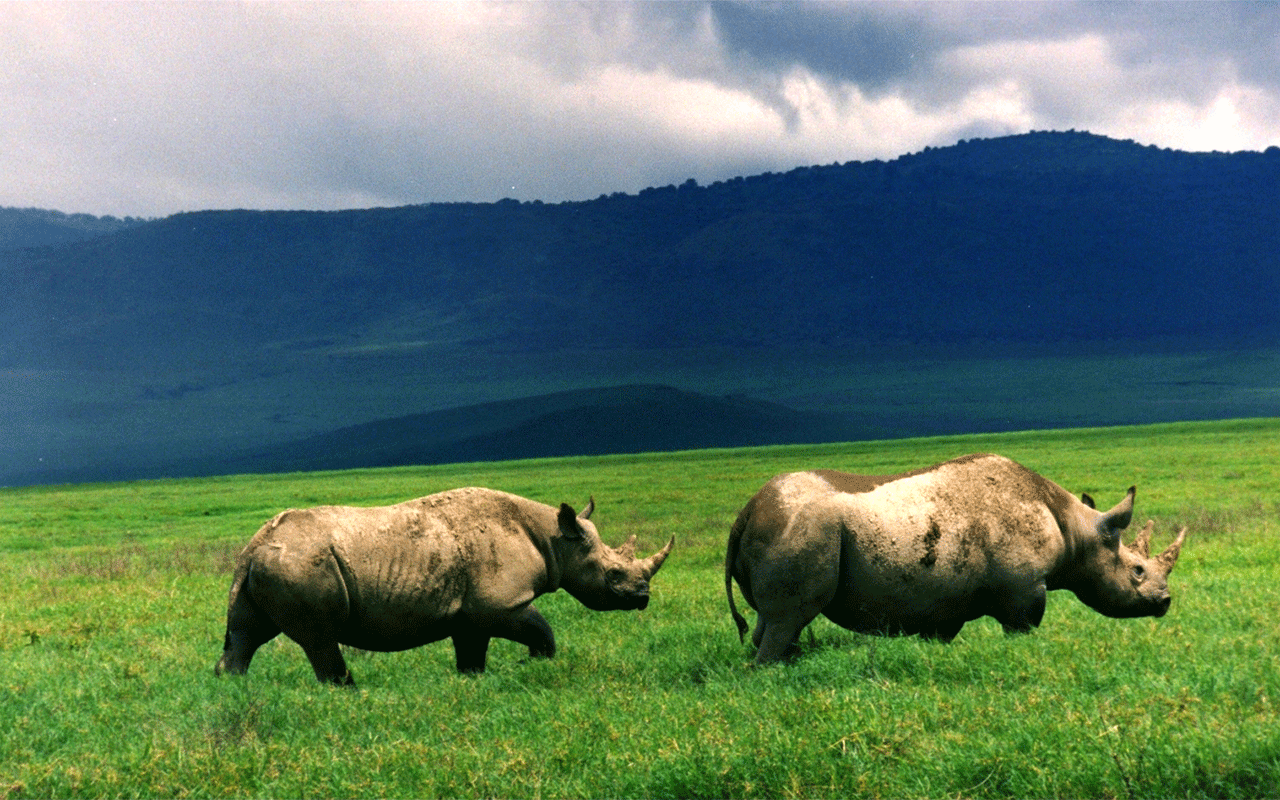 AK-Taylor-Safari-Travel-Tanzania-Black_rhinos_in_crater.gif