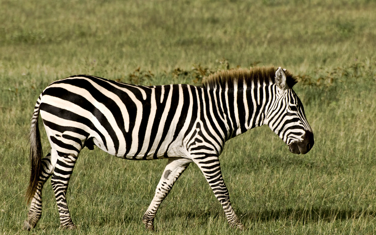 AK-Taylor-Safari-Travel-Tanzania-Ngorongoro-Crater-Zebra.gif
