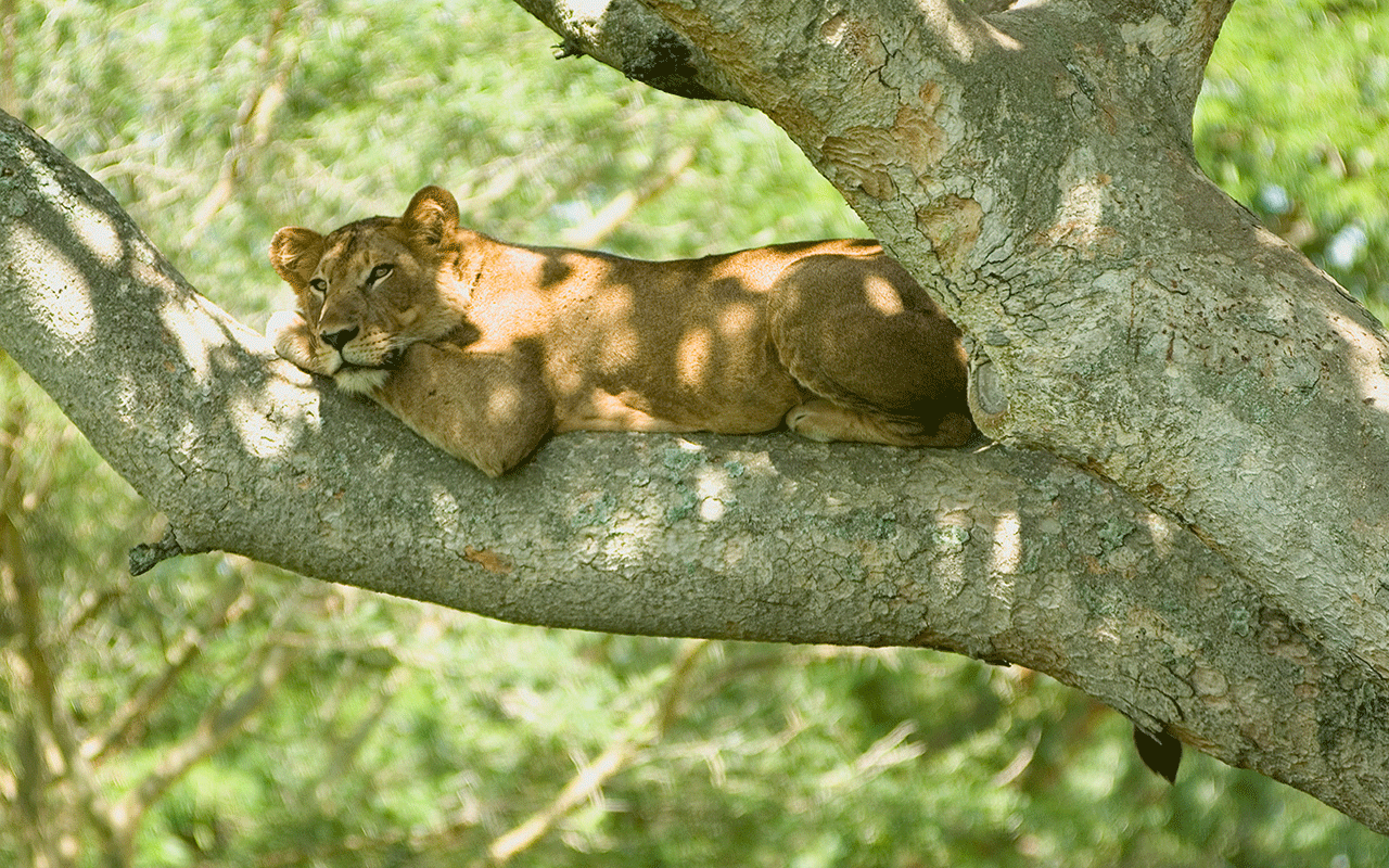 AK-Taylor-Safari-Travel-Uganda-Tree_lion_2.gif