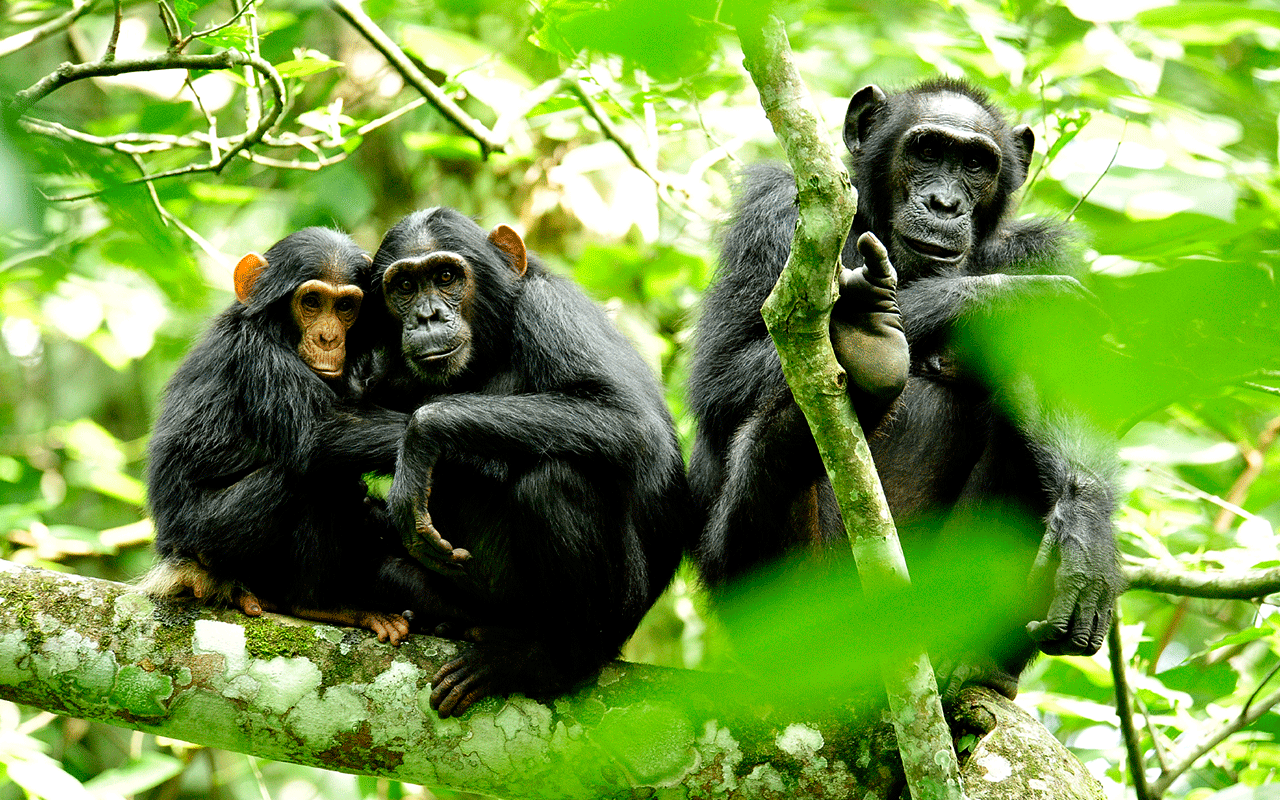 AK-Taylor-Safari-Travel-UgandaChimpanzees_in_Uganda_(5984913059).gif