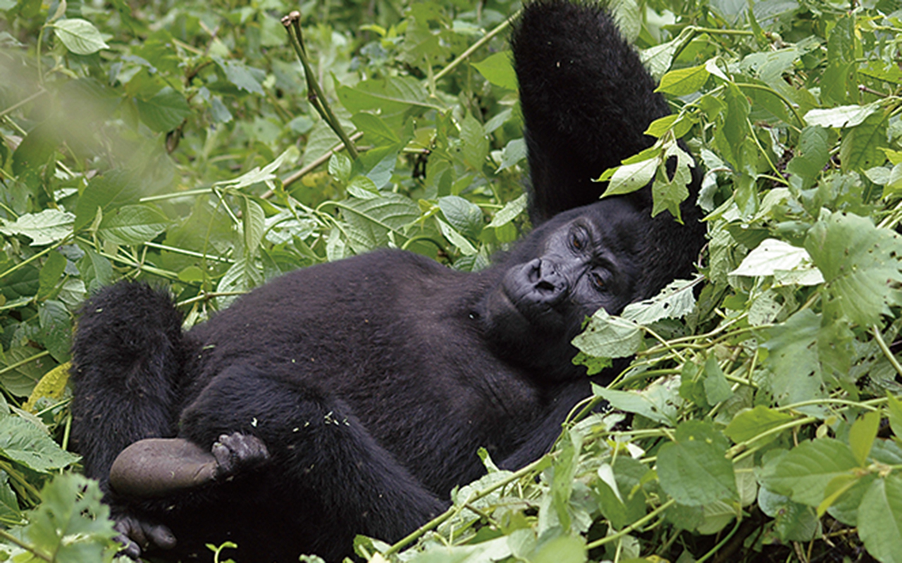 AK-Taylor-Uganda-East-Africa-Safari-Gorilla-Photo-Cropped copy.jpg