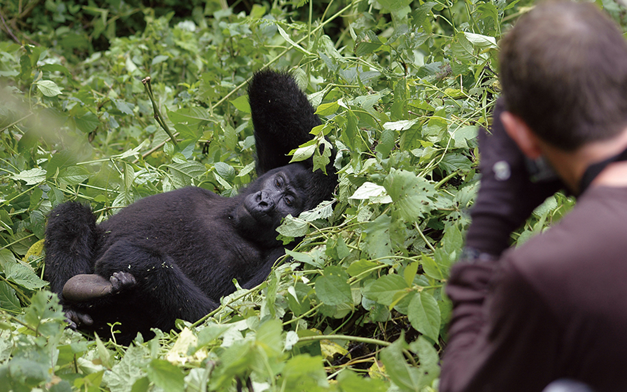AK-Taylor-Uganda-East-Africa-Safari-Gorilla-Photo copy.JPG
