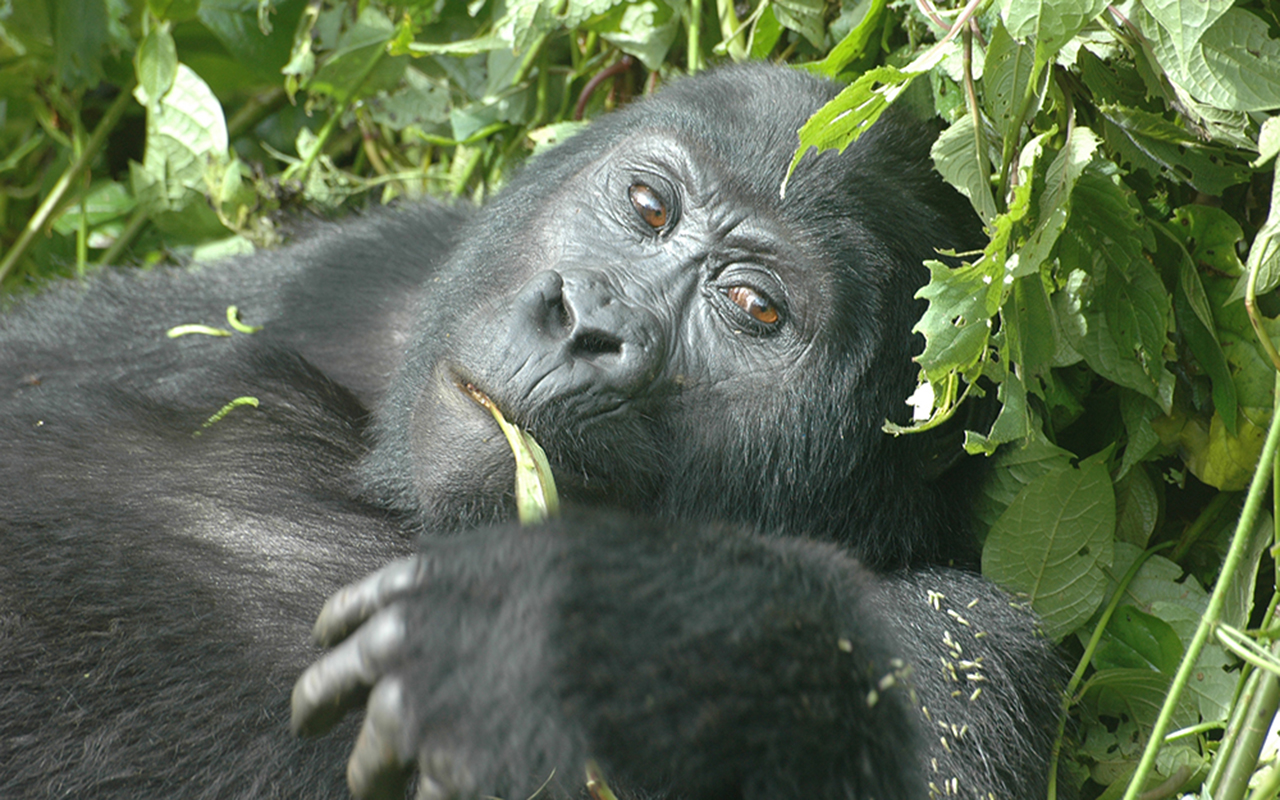 AK-Taylor-Uganda-East-Africa-Safari-Gorillas copy.JPG