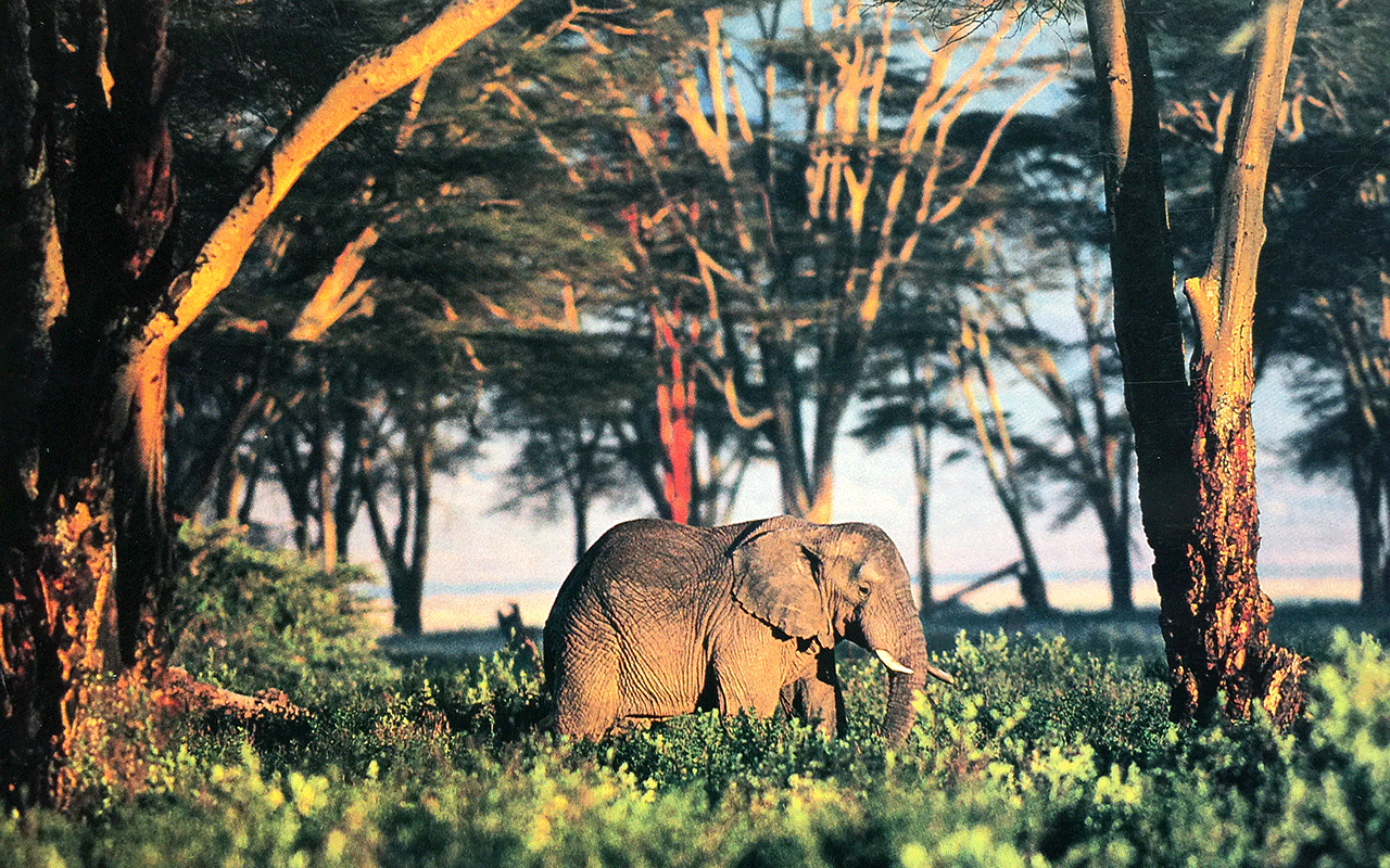 AK-Taylor-Safari-Travel-Kenya-Elephant-Forest copy.gif