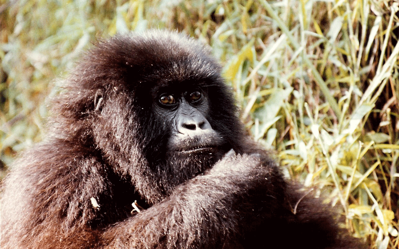 AK-Taylor-Safari-Travel-Uganda-Chimp copy.gif