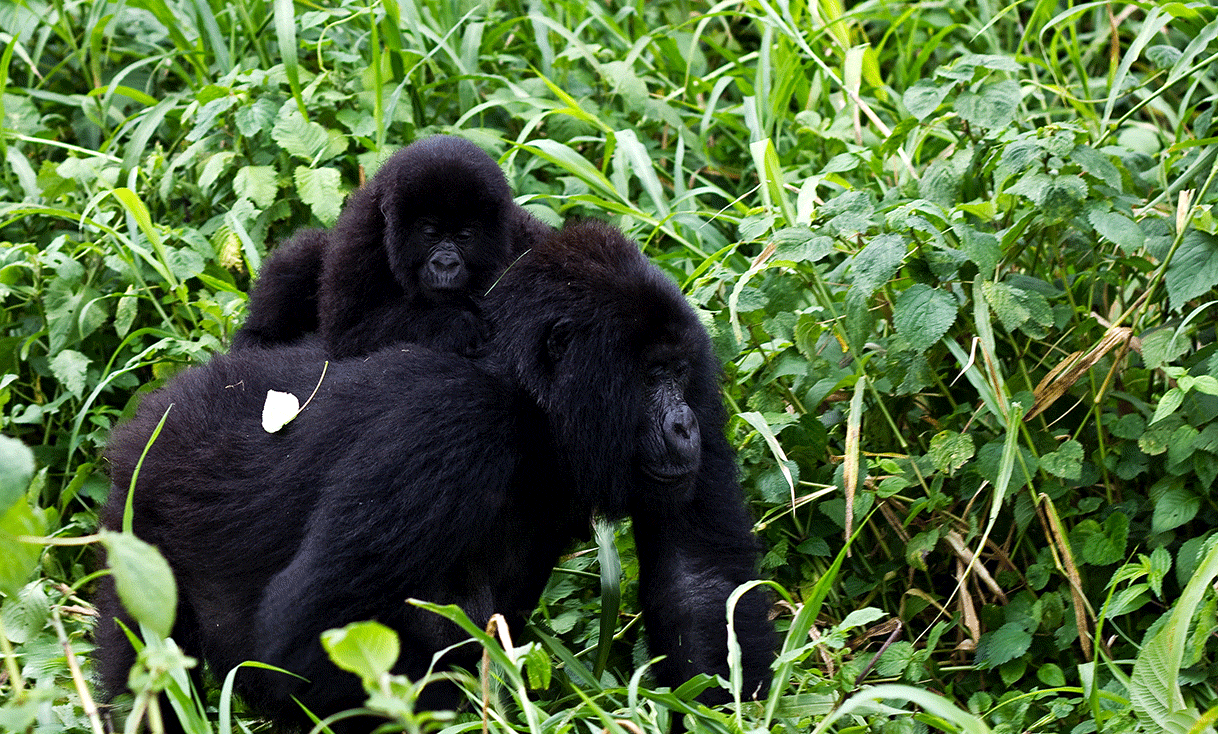 AK-Taylor-Travel-Rwanda-Virunga_Mountain_Gorilla_1.gif