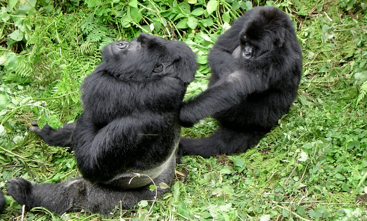 AK-Taylor-Travel-Rwanda-Virunga_Mountain_Gorilla_Silver-Back-Scratch.gif