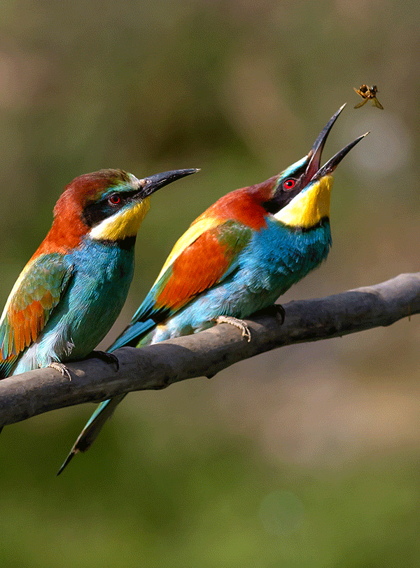 Carmine Bee Eaters