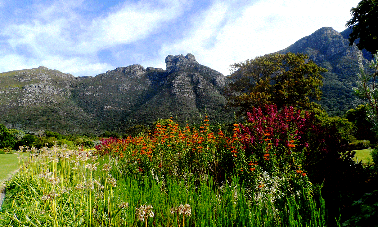 AK-Taylor-Safari-Travel-South-Africa-Kirstenbosch_Botanical_Garden.gif