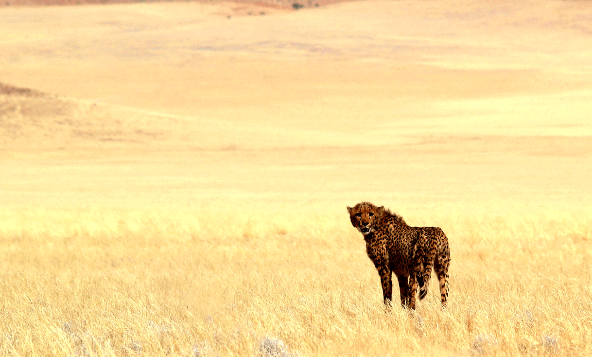 ak-taylor-safari-namibia-cheetah.gif