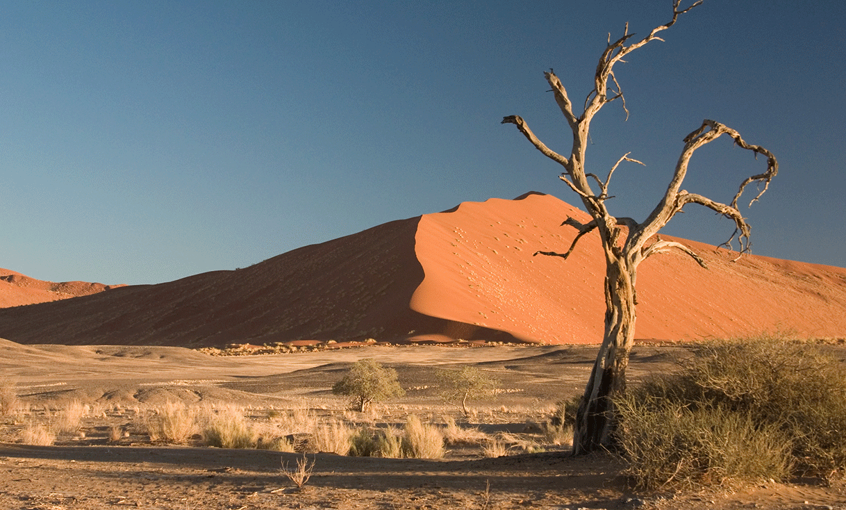 ak_taylor_namibia_Thorn_Tree_Sossusvlei_Namib_Desert.gif