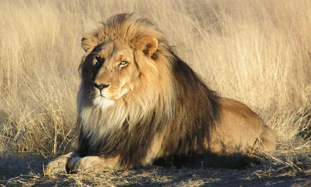 ak-taylor-safari-namibia-Lion_waiting_in_Namibia_crop.gif