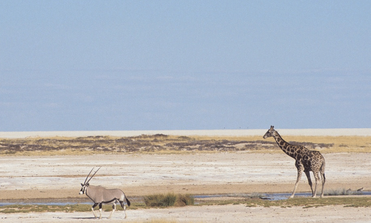 ak-taylor-travel-namibia-animals.gif