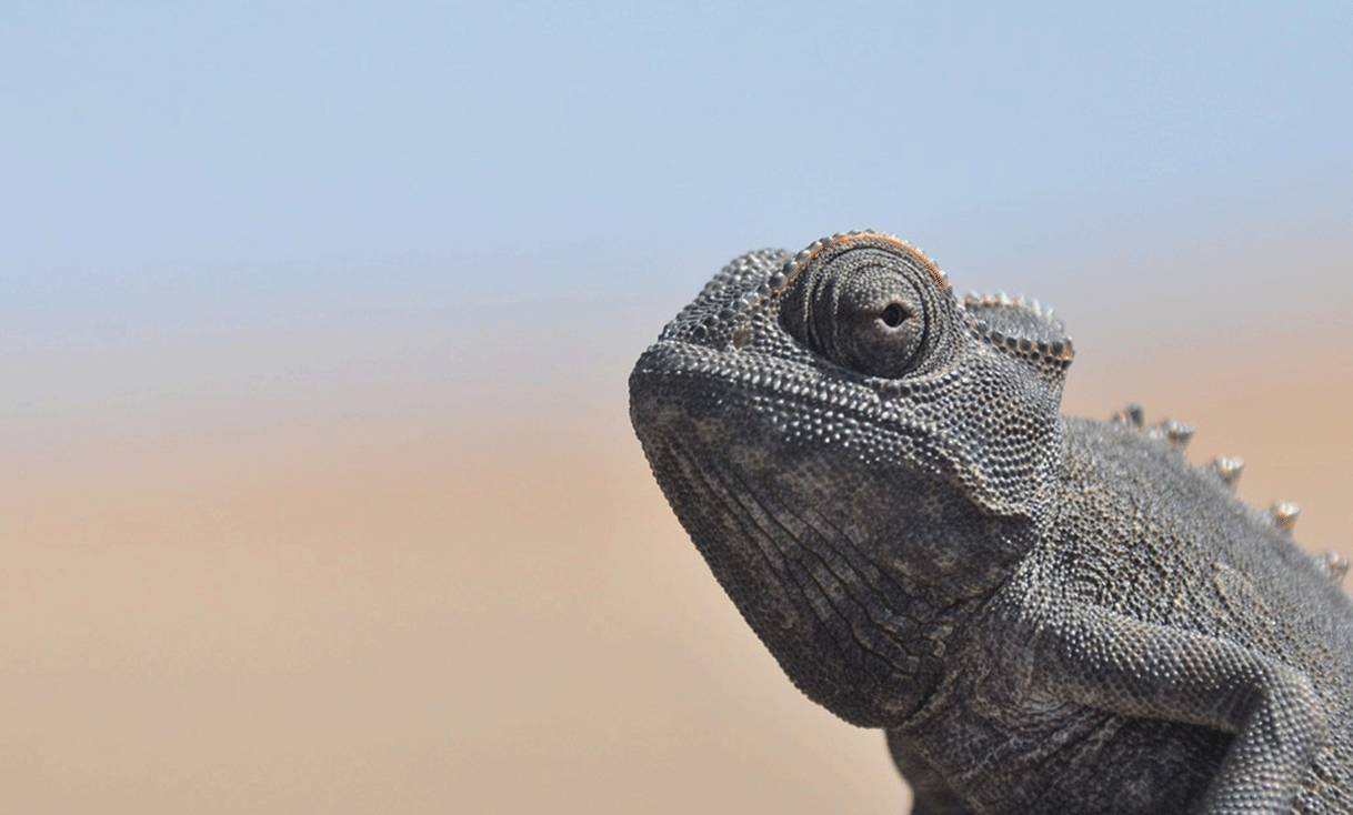 ak-taylor-travel-namibia-namib-desert-chameleon.gif