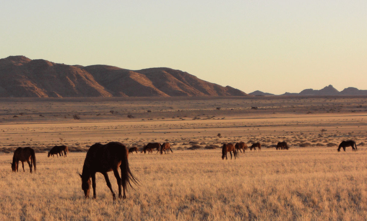ak-taylor-travel-namibia-Namib_desert_feral_horses.gif