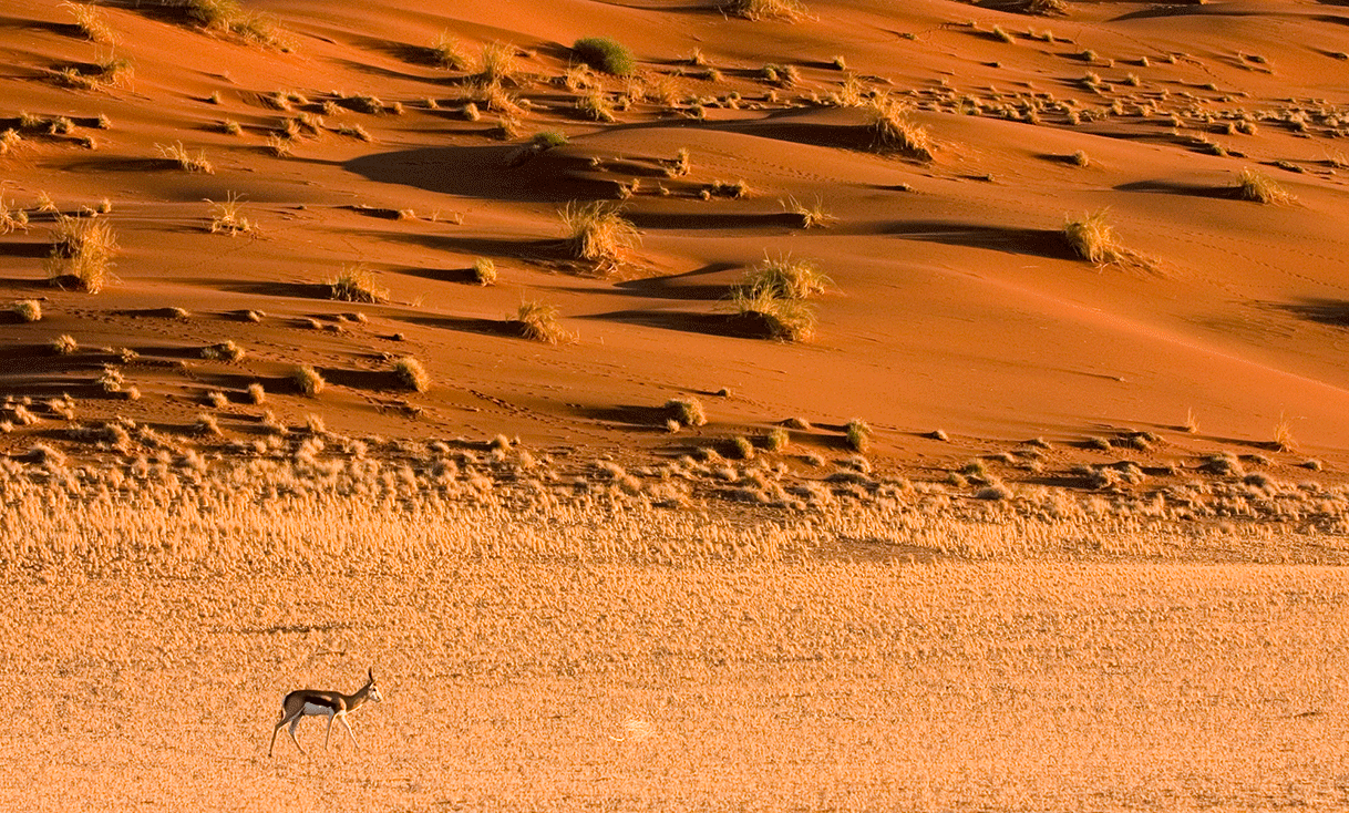 ak-taylor-travel-namibia-Springbok_Antelope_Sossusvlei_Namib_Desert.gif