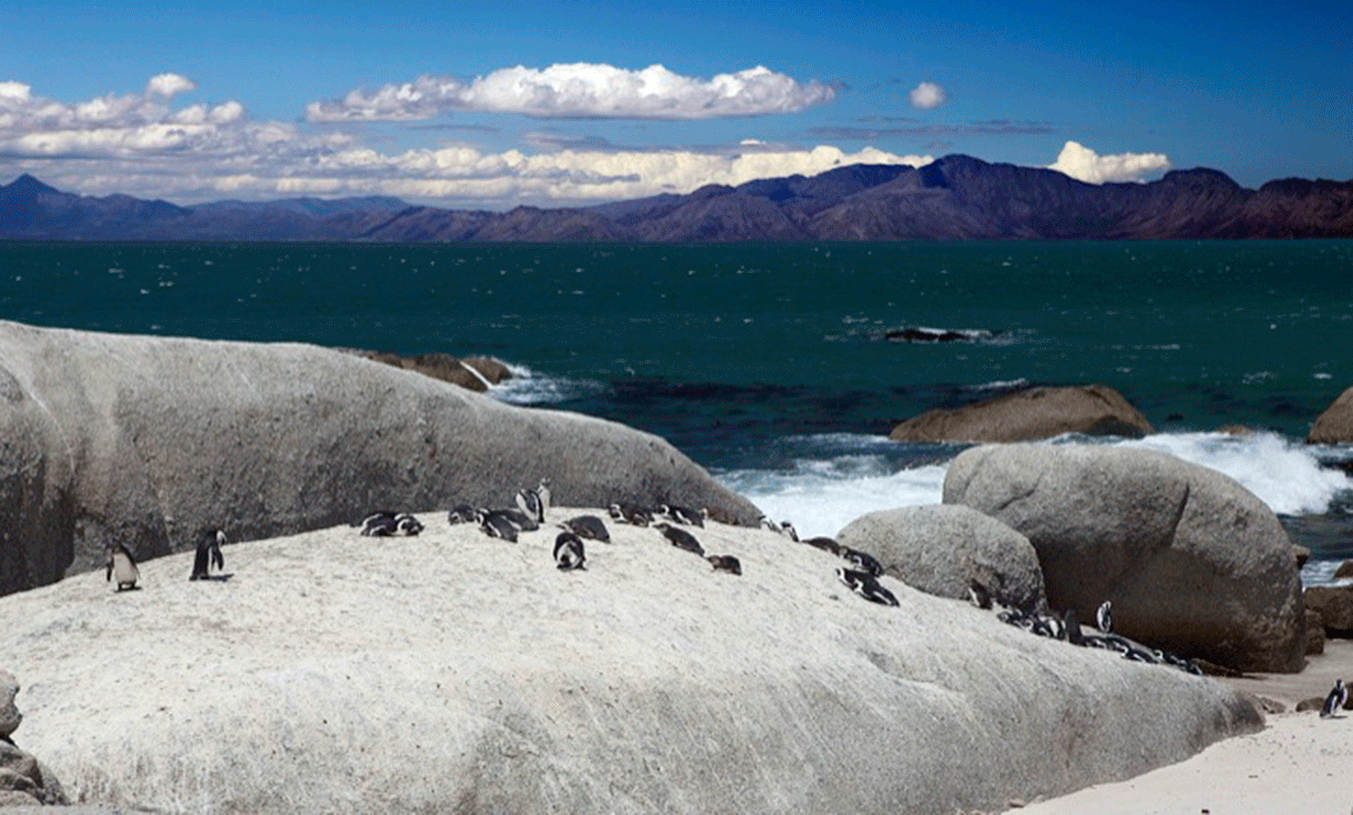 ak-taylor-safari-south-africa-cape-town-penguins.gif