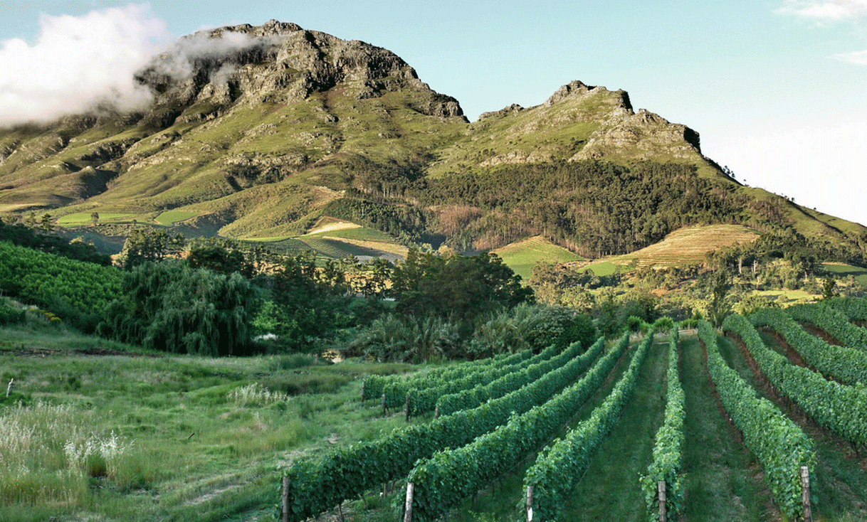 ak-taylor-travel-south-africa-Stellenbosch_vineyards.gif