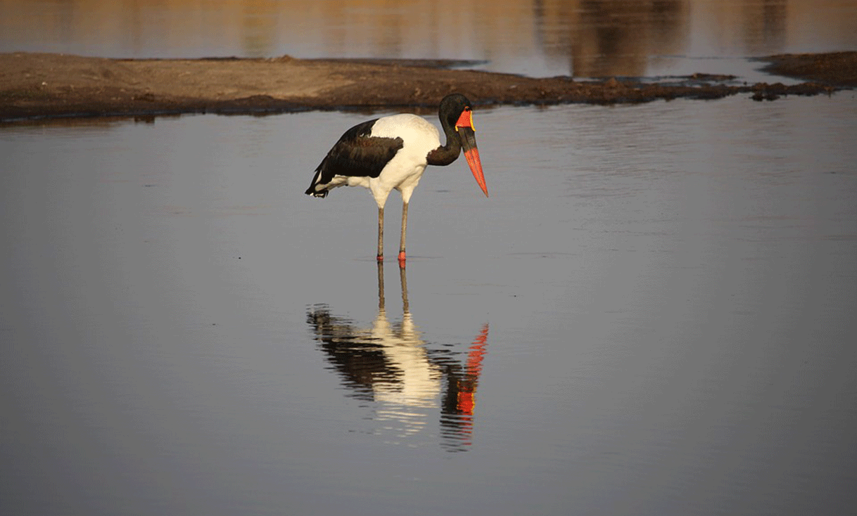 ak-taylor-safari-zimbabwe-saddle-billed-stork.gif