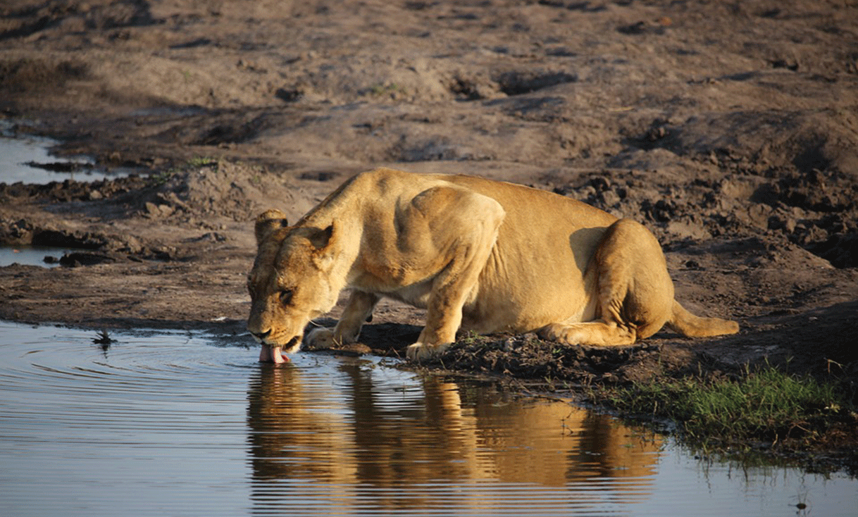 ak-taylor-safari-zimbabwe-lioness.gif