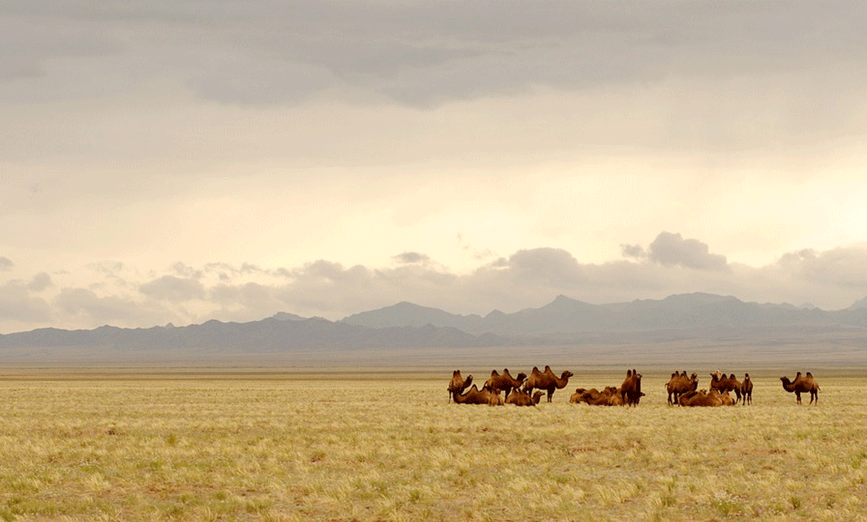 ak_taylor_china_gobi_camels.gif