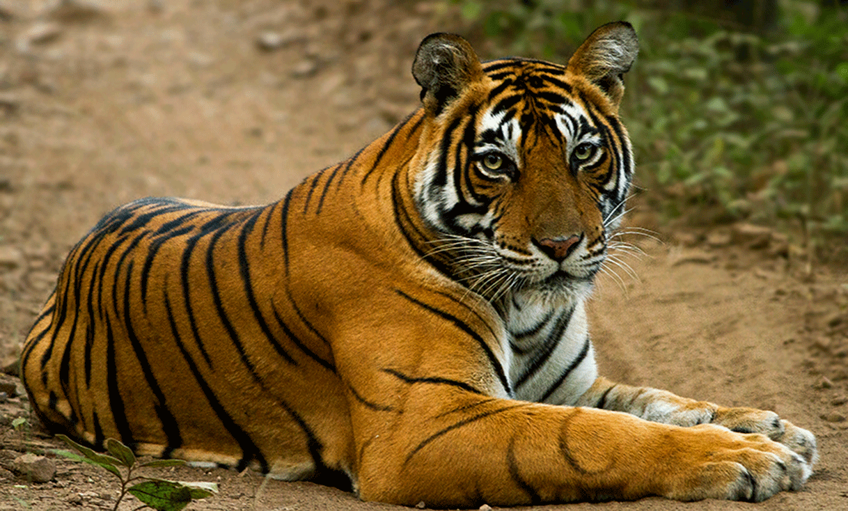 ak-taylor-travel-india-tigress.gif