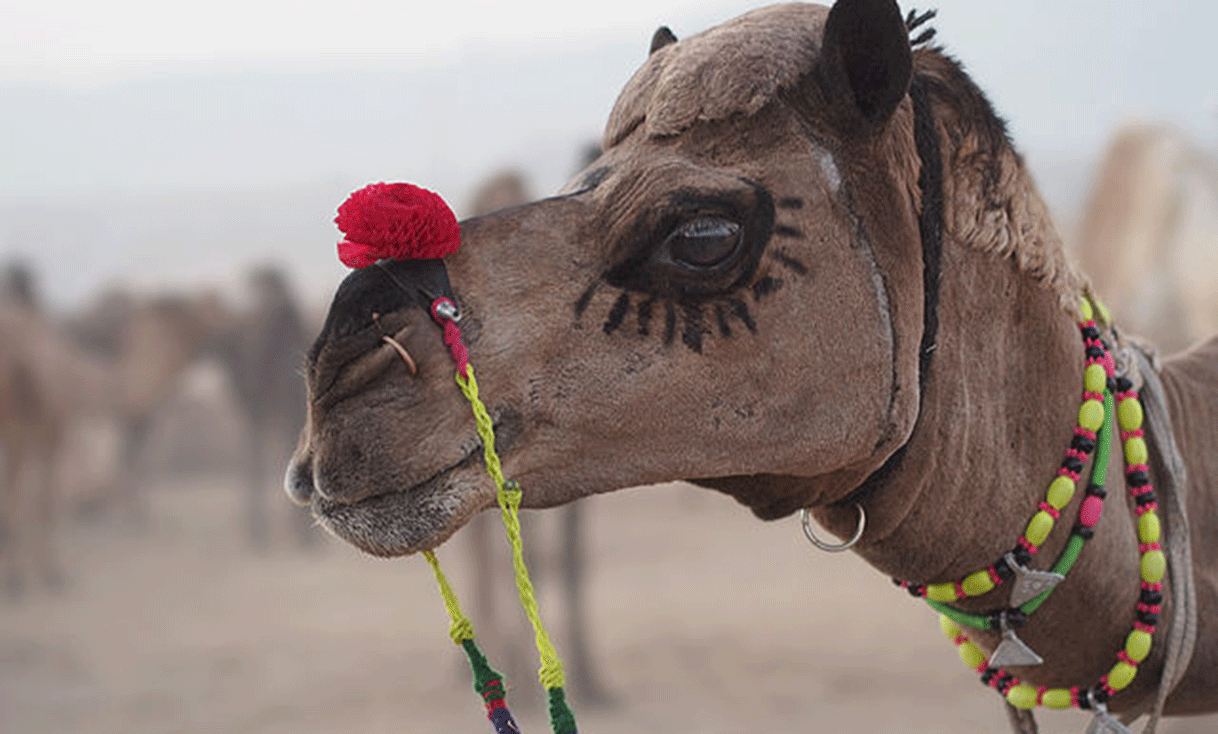ak-taylor-travel-india-camel.gif