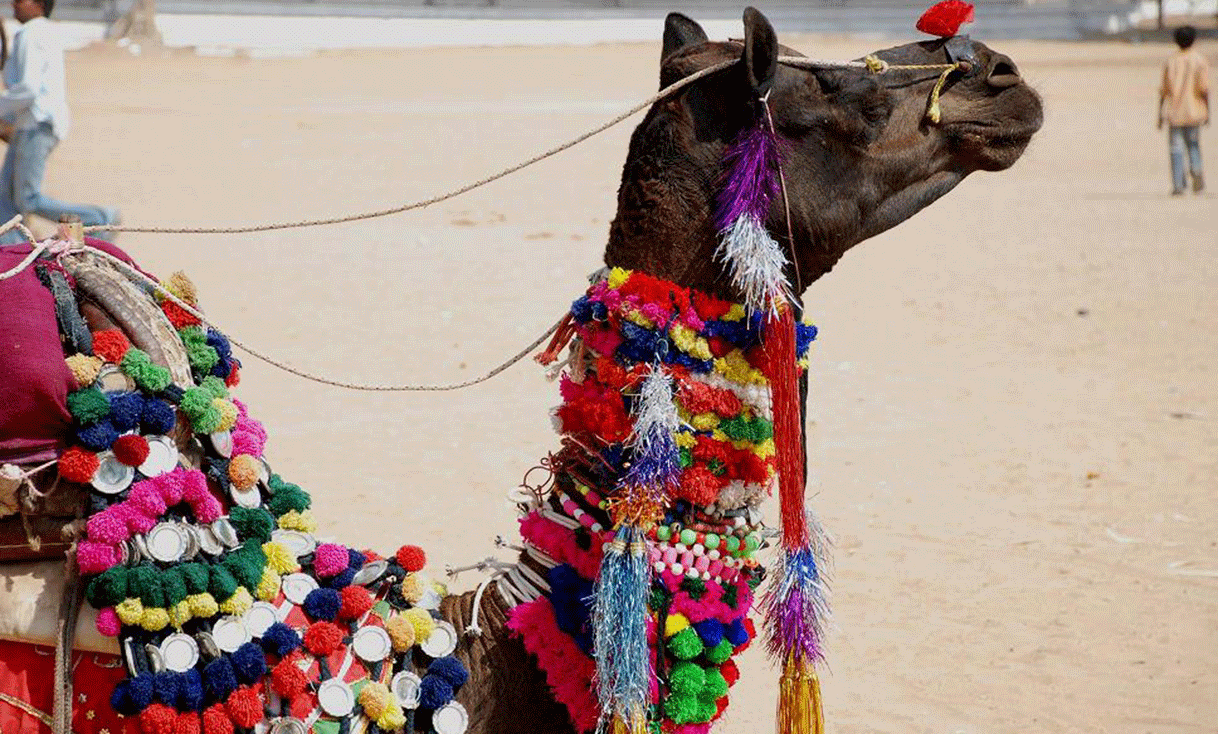 ak-taylor-travel-india-pushkar-camel-festival.gif
