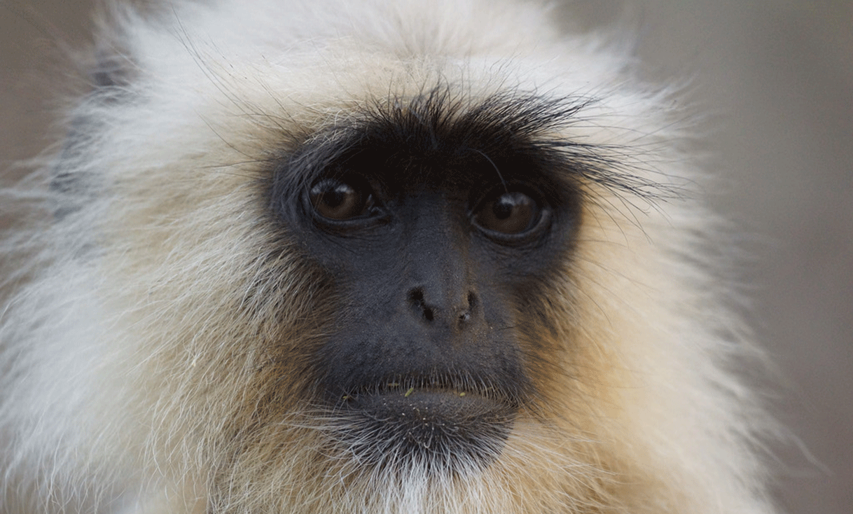 ak-taylor-travel-india-ranthambore-langur-monkey.gif