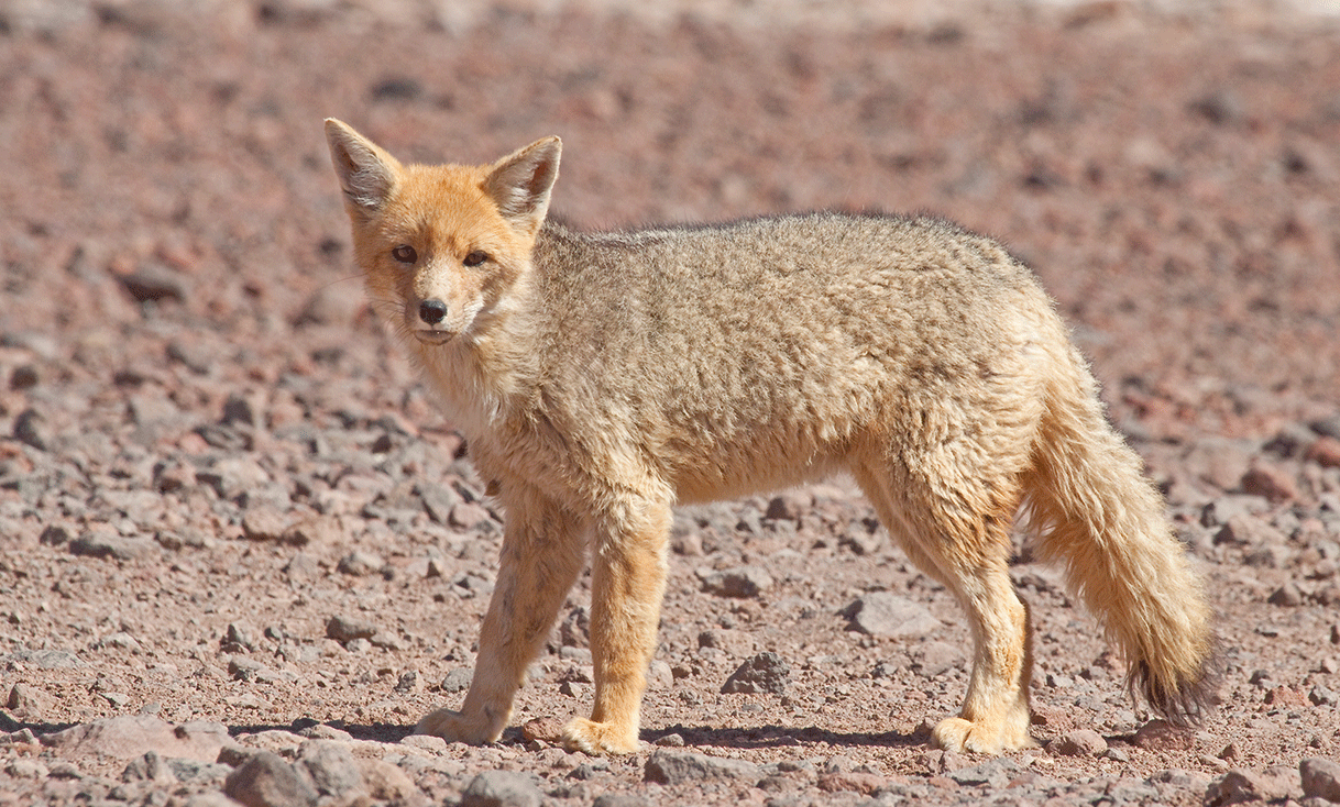 ak-taylor-travel-bolivia-bolivian-vizcacha.gif