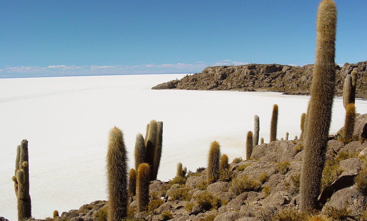 ak-taylor-travel-bolivia-salt-flats-cactus.gif