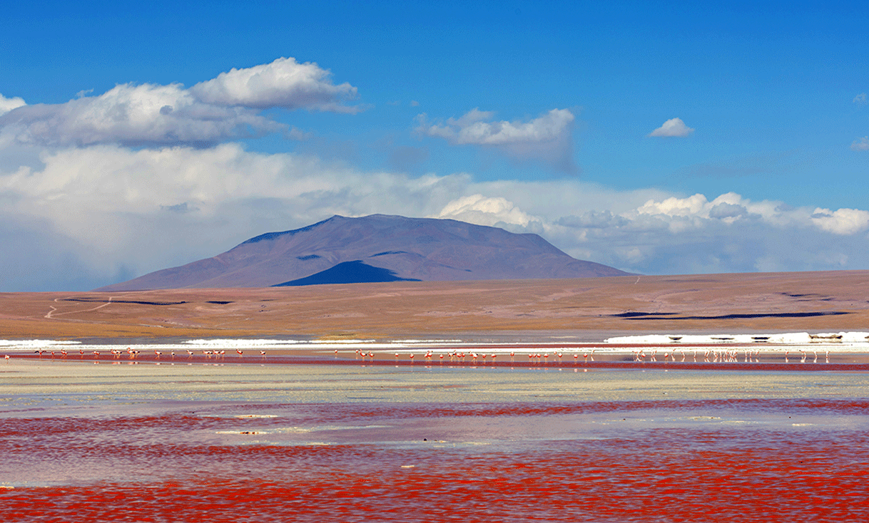 ak-taylor-travel-bolivia-laguna-colorado-flaminos-pastel.gif