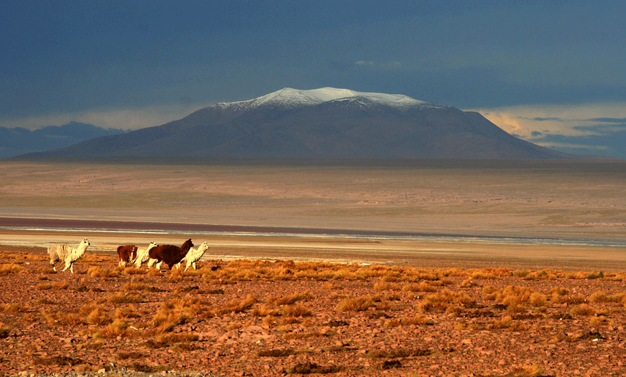 ak-taylor-travel-bolivia-uyuni-alpacas.gif