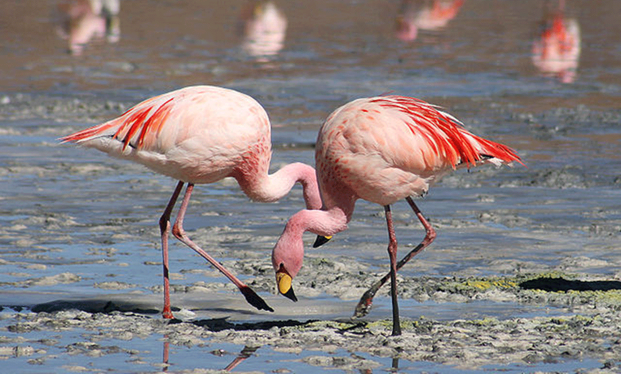 ak-taylor-travel-Flamingos_Laguna_Colorada.gif