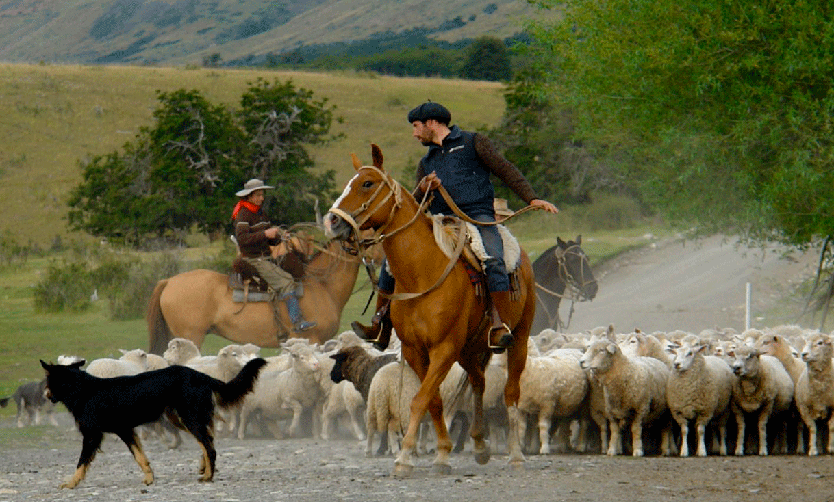 ak-taylor-travel-argentina-guachos-Mustering_sheep_in_Patagonia.gif