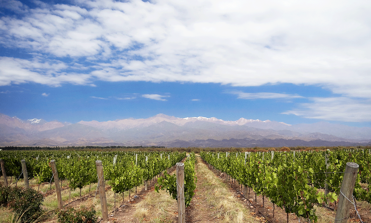 ak-taylor-travel-Vineyard_in_Mendoza_Argentina.gif