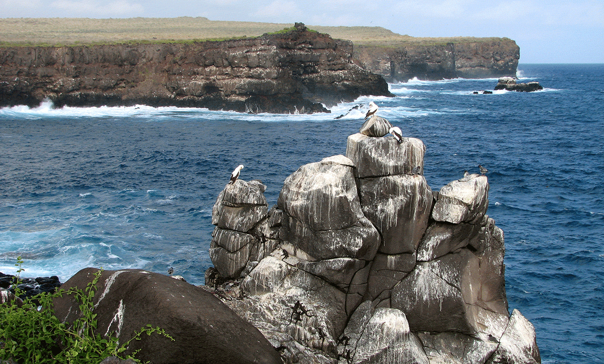 AK-Taylor-Travel-Galapagos-Punta-Suarez-cliffs.gif