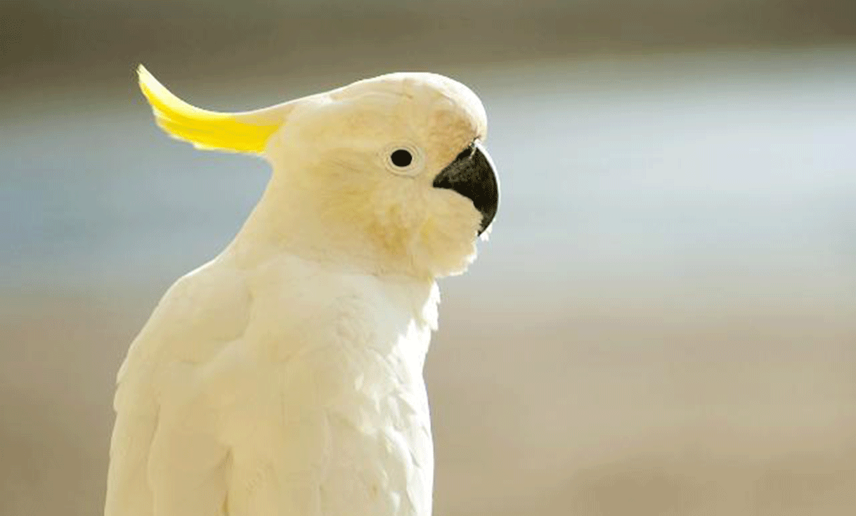 _ak_taylor_australia_sulphur_crested_cockatoo_freeaussiestock.gif