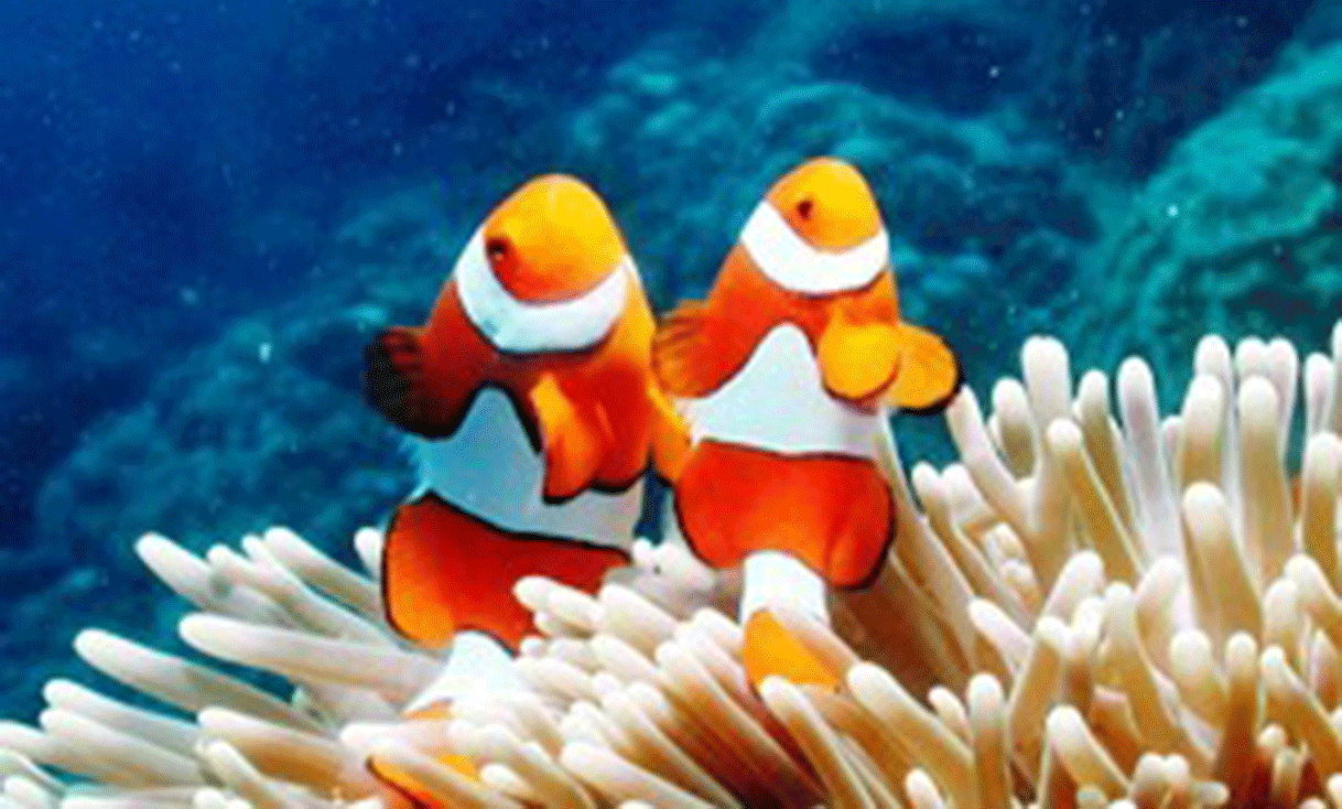 ak_taylor_australia_Great_Barrier_Reef_False_Clown_Anemonefish.gif