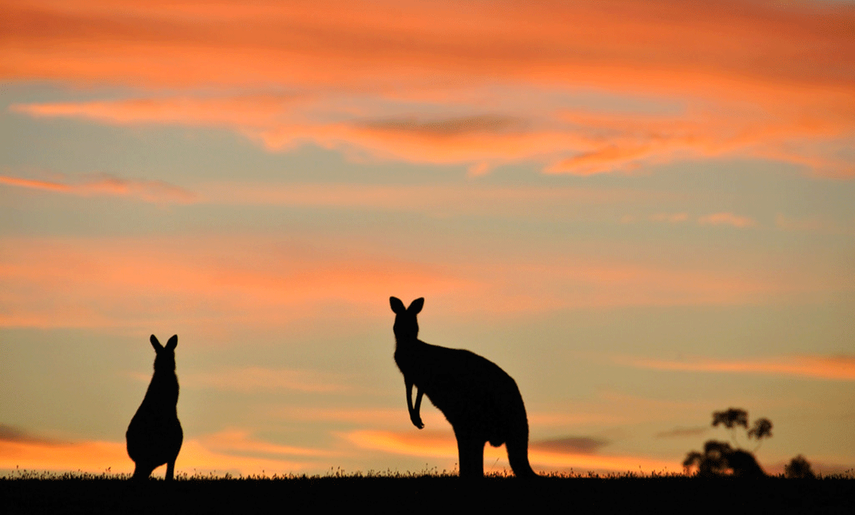 ak_taylor_australia_kangaroo_sunset_silhouette.gif