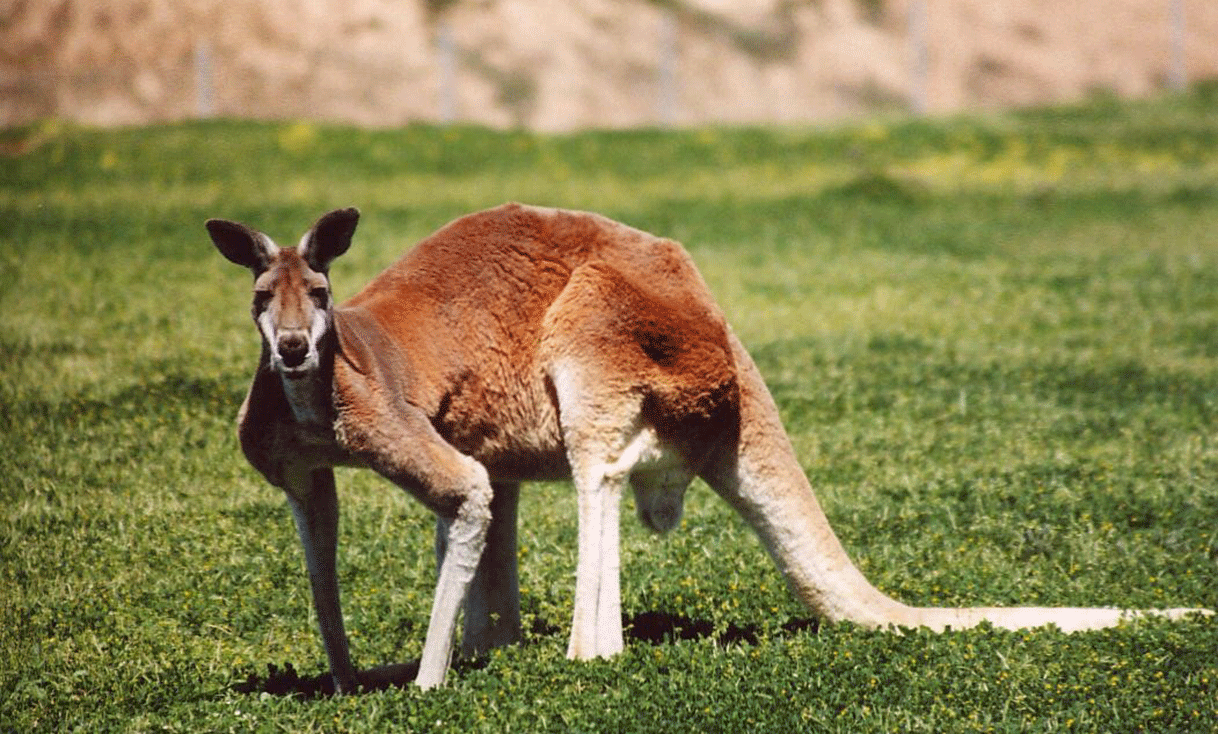 ak_taylor_australia_male_red_kangaroo.gif