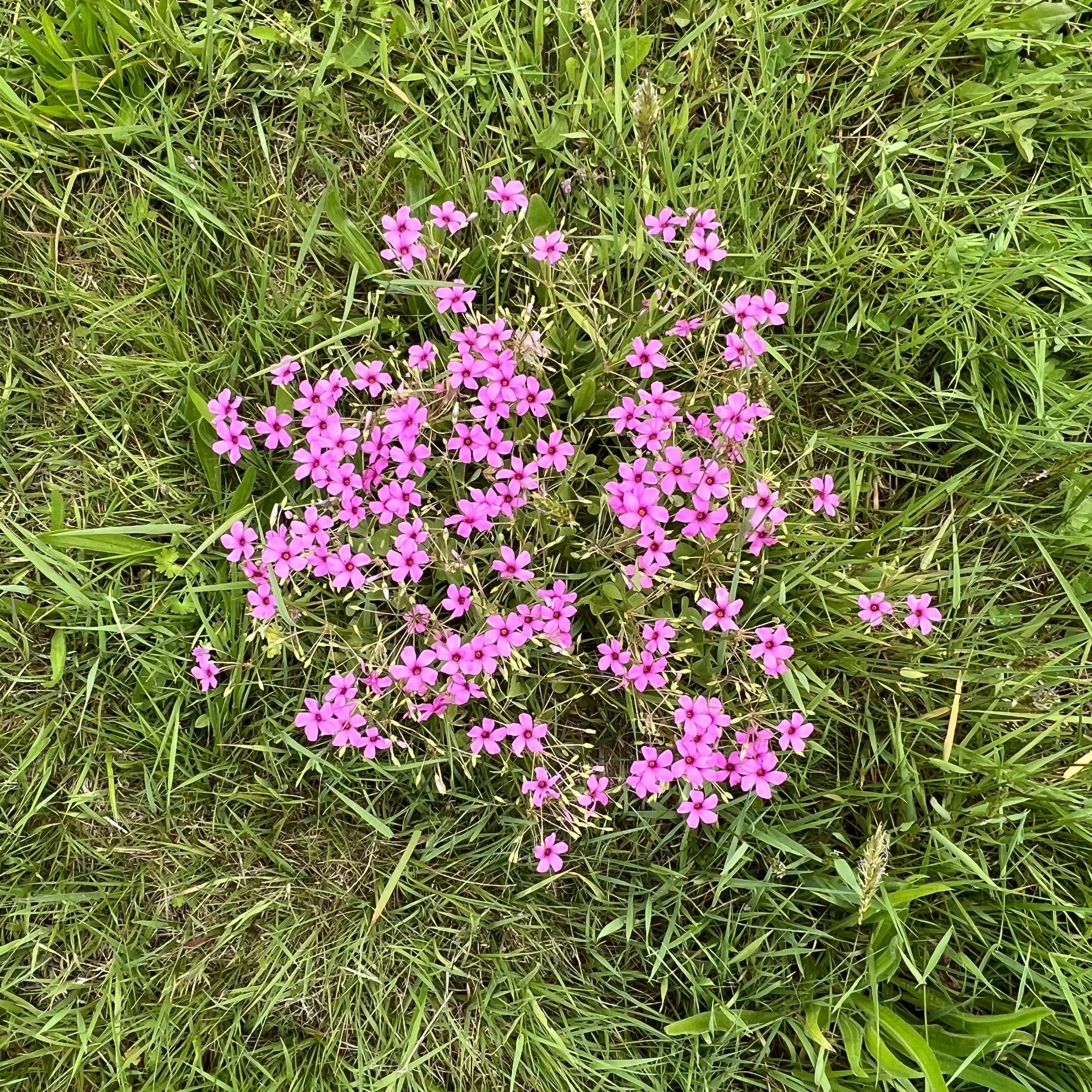 IMG_1375.jpeg