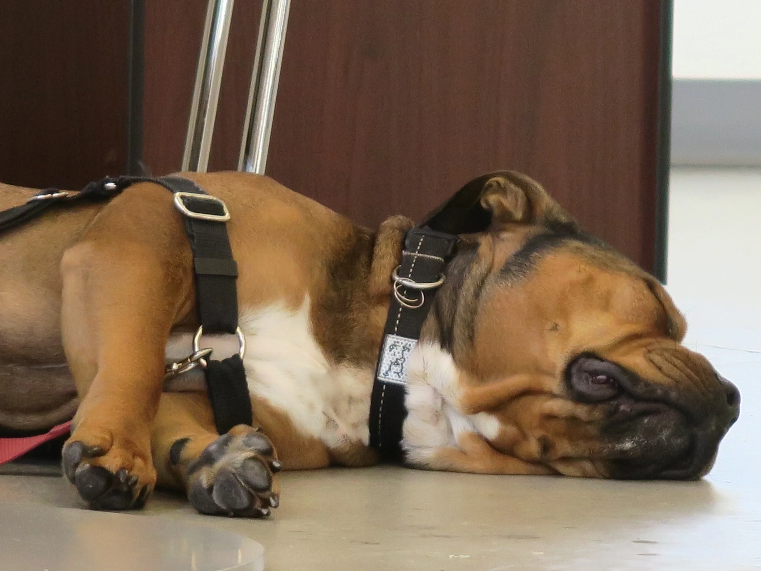 A furry attendee takes a nap