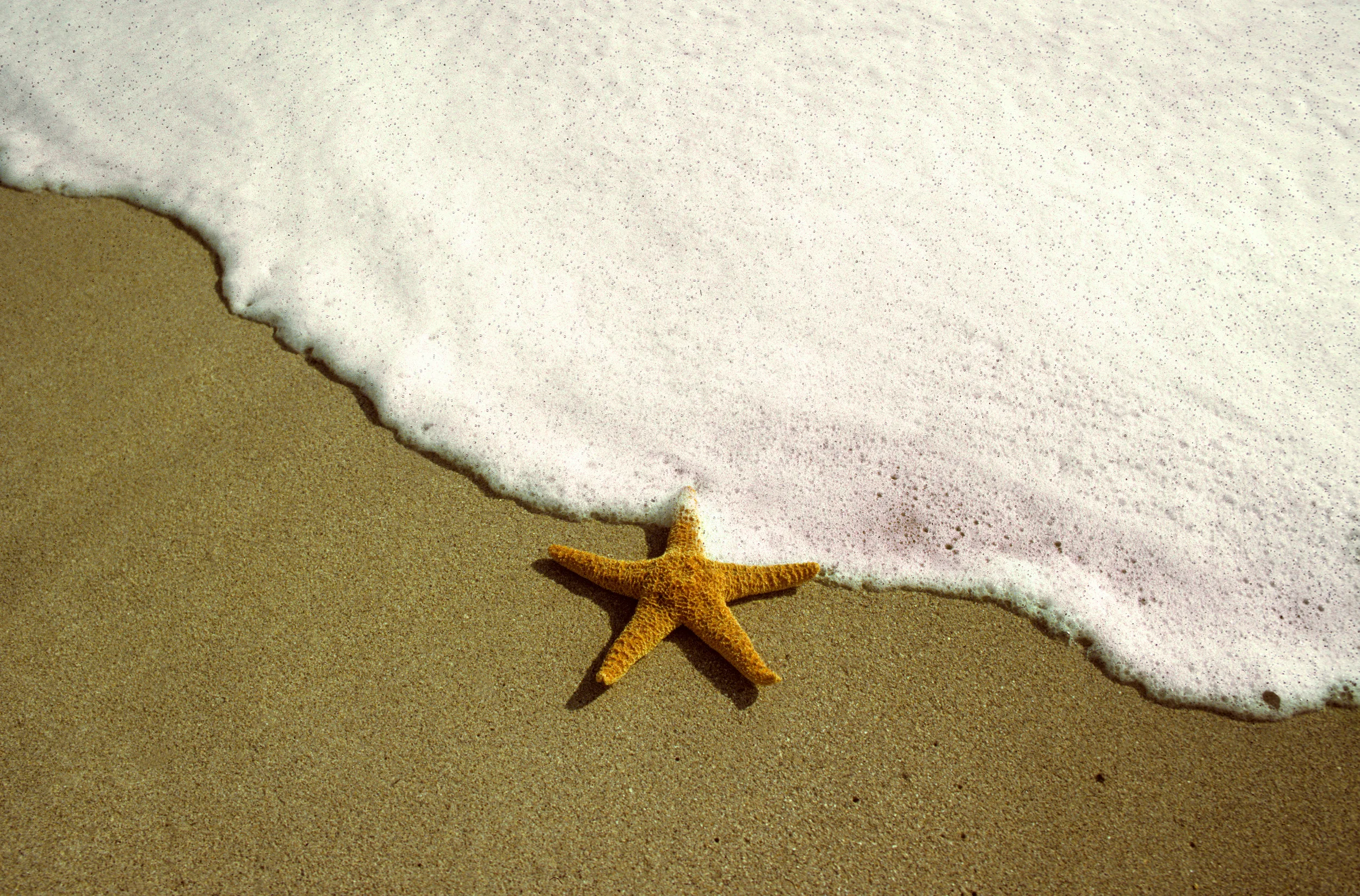 Starfish