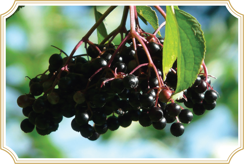   Sambucus nigra/Elderberry in VitImmune  