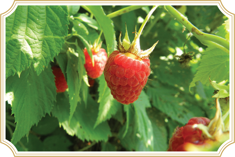 Rubus idaeus/Raspberry Leaf in MineralMagic