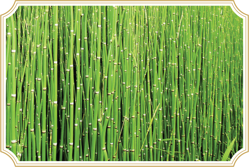   Equisetum arvens/Horsetail in MineralMagic  